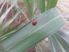 Hemisphaerota palmarum