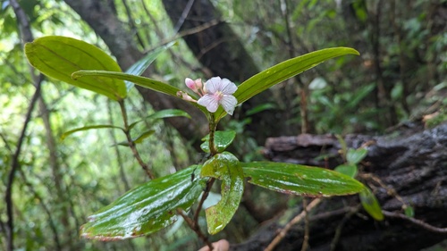 Medinilla acutialata