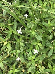 Diodia