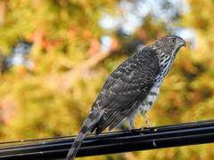 Accipiter cooperii