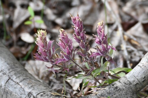 Raup's paintbrush (Castilleja raupii)