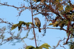 Anairetes flavirostris