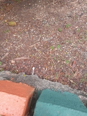 Leiocephalus personatus