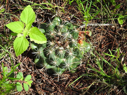 Coryphantha hintoniorum