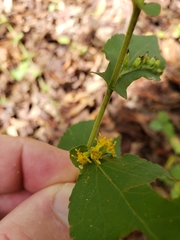 Solidago auriculata