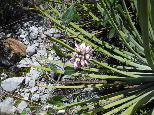 Soft Twinevine (Funastrum torreyi)