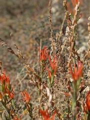 Castilleja minor stenantha