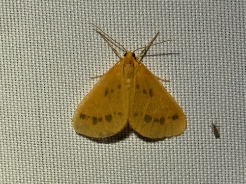 Little Beggar Moth photo 2