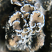 Peltula euploca - Photo (c) Liam O'Brien,  זכויות יוצרים חלקיות (CC BY-NC), uploaded by Liam O'Brien