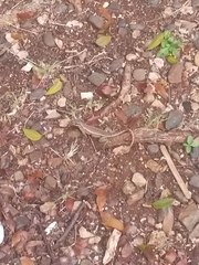 Leiocephalus personatus