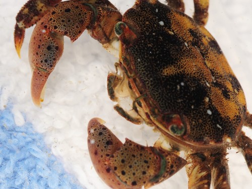 Asian Shore Crab, photo 7 of 10