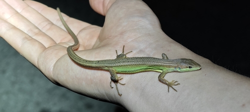 China Grass Lizard
