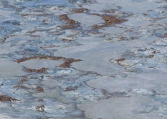 Aphanizomenon flosaquae