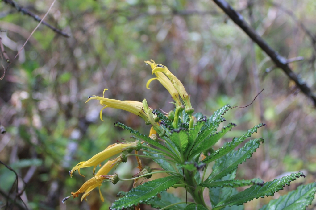 Siphocampylus citrinus