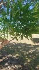 Atrapsalta corticina