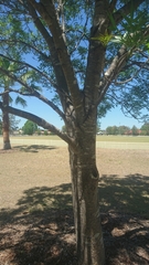 Atrapsalta corticina