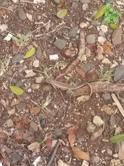 Leiocephalus personatus