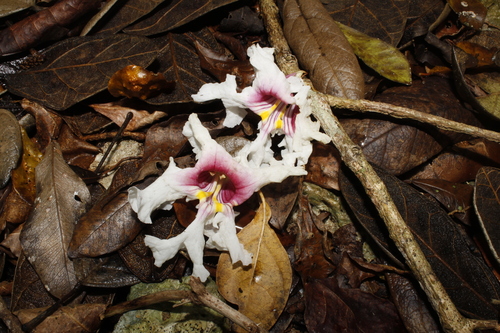 Catalpa purpurea
