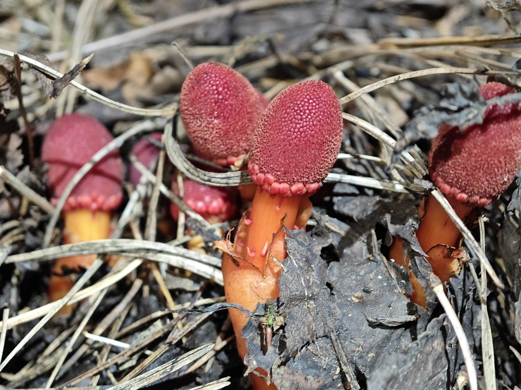Balanophora fargesii