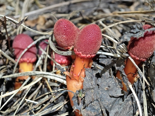Balanophora fargesii