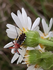 Cosmoclopius poecilus