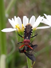 Cosmoclopius poecilus
