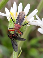 Cosmoclopius poecilus