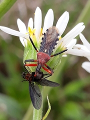 Cosmoclopius poecilus