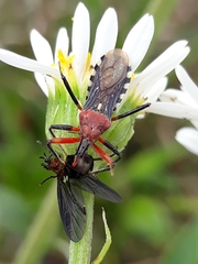 Cosmoclopius poecilus