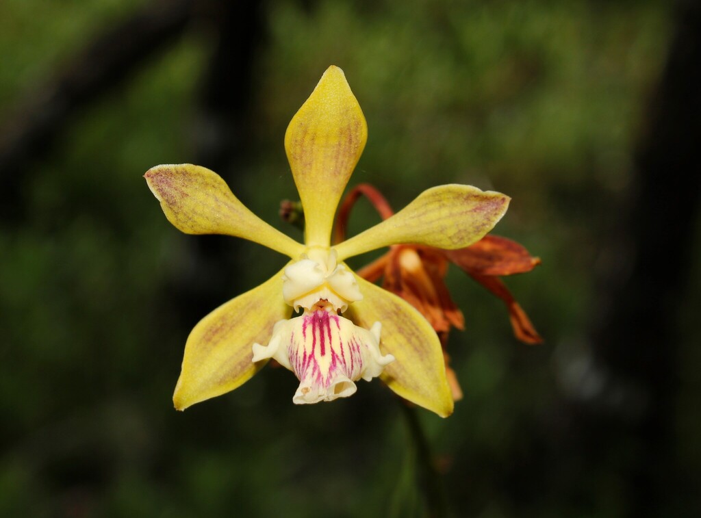 Encyclia plicata (Lindl.) Schltr. 2