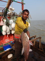 Blacktip Sea Catfish photo 4