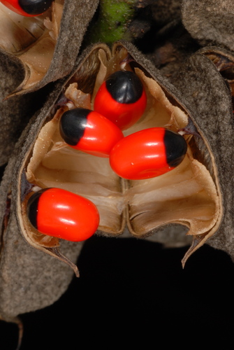 rosary pea