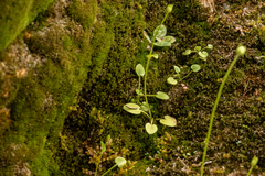 Parnassia