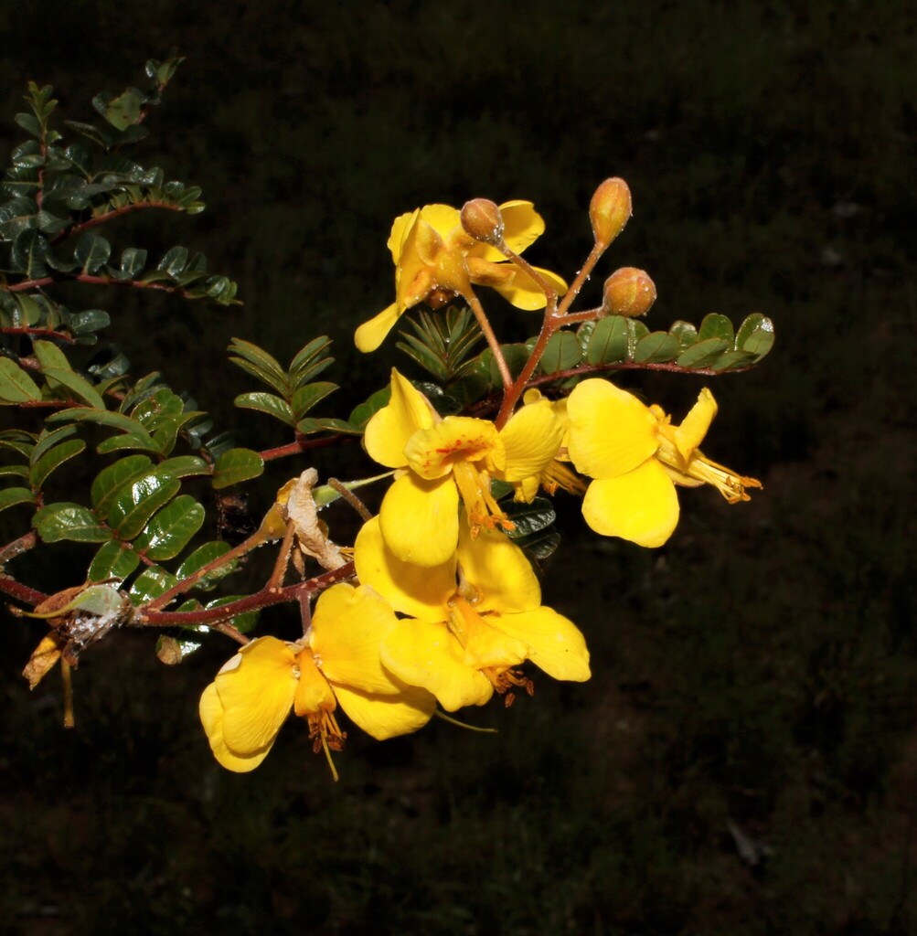 Cenostigma myabense