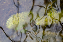 Utricularia intermedia