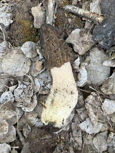 Morchella deliciosa — (c) ewasiukb, some rights reserved (CC BY)