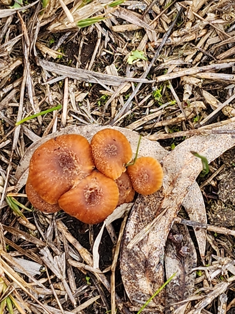 Laccaria fraterna · August 2025 · photo: © wendy1110 (iNaturalist, cc0)