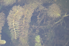 Utricularia intermedia