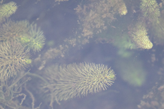 Utricularia intermedia