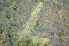 Utricularia intermedia