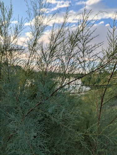 Tamarix chinensis