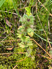 Euphrasia subarctica