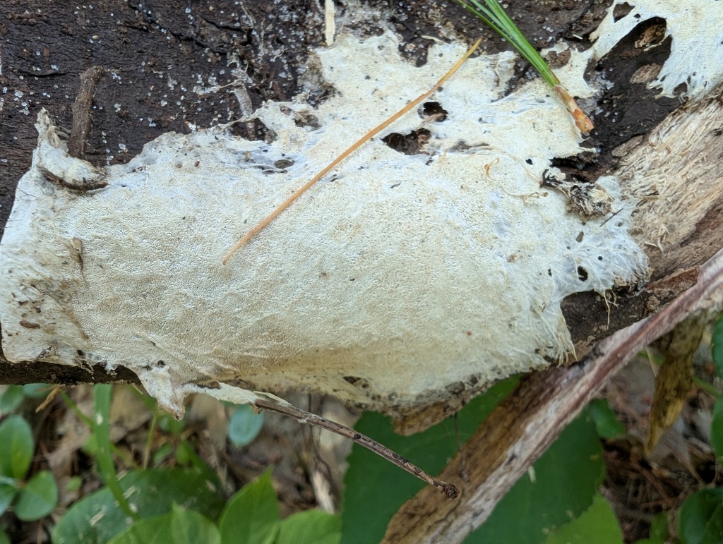 Skeletocutis sp. 'MI02'