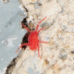 Balaustium