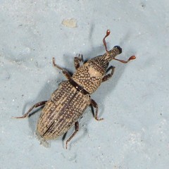 Dryophthorus americanus