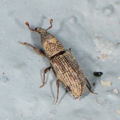 Dryophthorus americanus