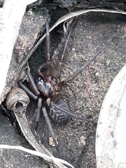 Xeropigo tridentiger