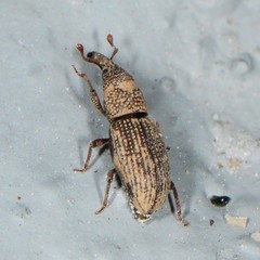 Dryophthorus americanus