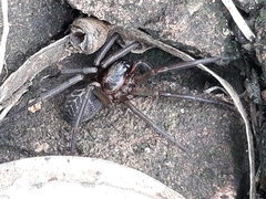 Xeropigo tridentiger