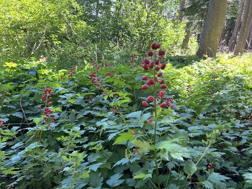 iNaturalist observation photo of red baneberry